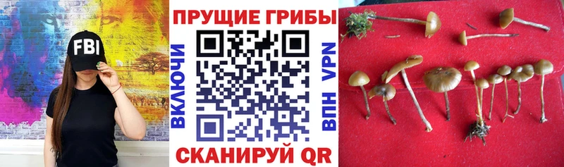 Псилоцибиновые грибы мицелий  магазин продажи   Усть-Кут 