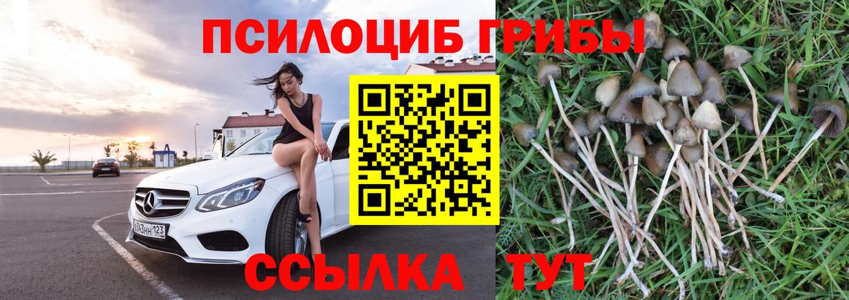 Усть-Кут  Псилоцибиновые грибы Cubensis  Вход с VPN 